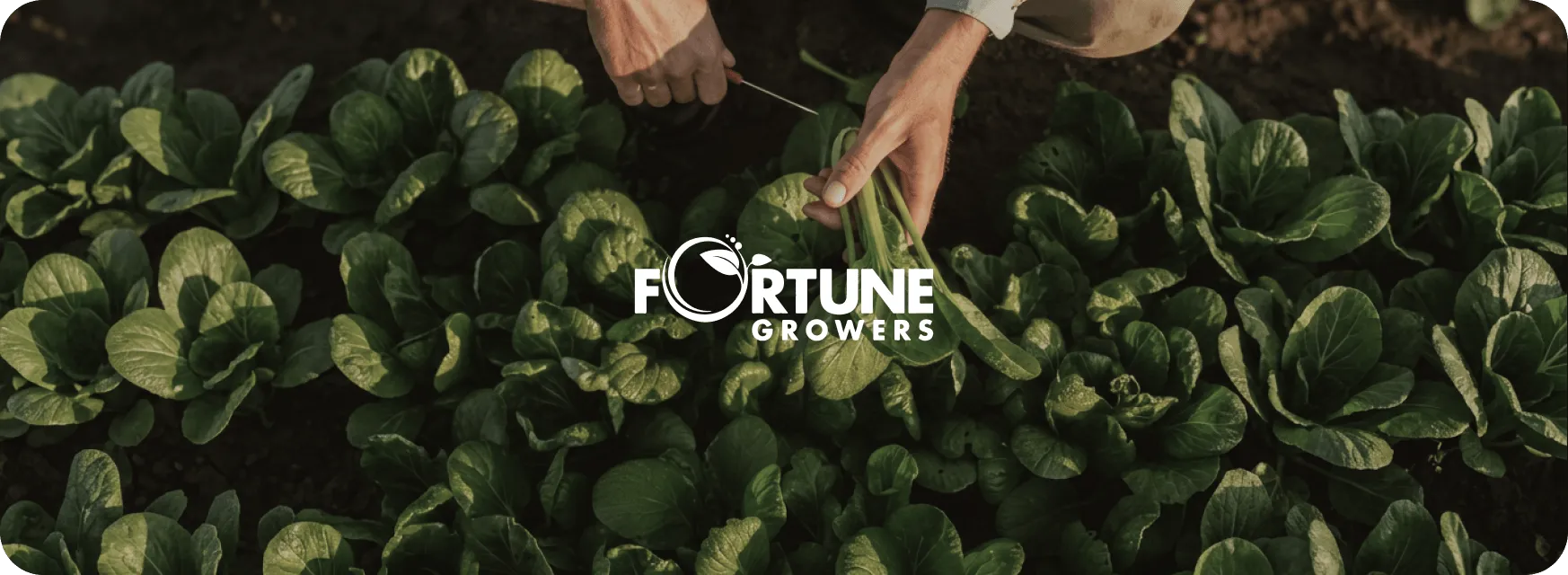 Export and logistics company for the agricultural sector